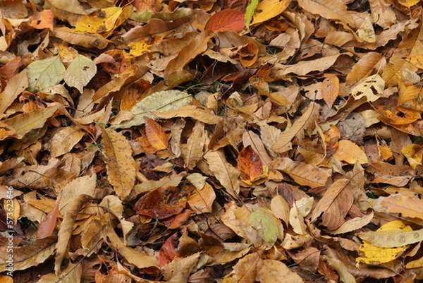 Obraz 山林の落ち葉のじゅうたん