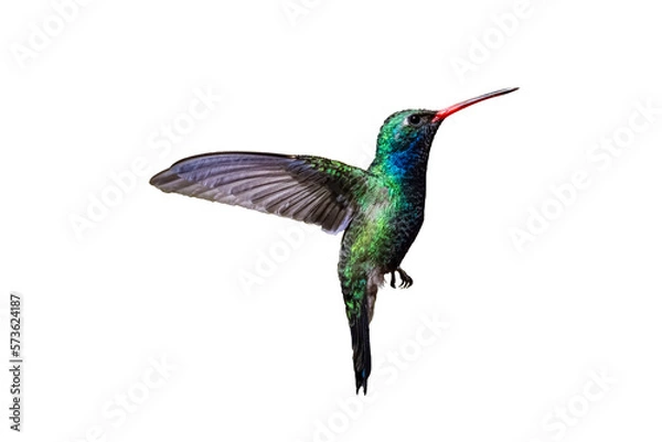 Fototapeta Broad-Billed Hummingbird (Cynanthus latirostris) Photo, in Flight on a Transparent Background