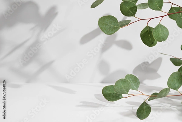 Fototapeta Green eucalyptus branch with beautiful shadows on empty light grey background. Backdrop for product presentation. Beauty cosmetic advertising display mockup. Minimal still life. Front view.