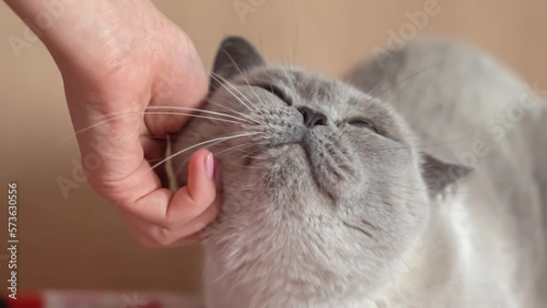 Obraz cat gets pleasure from hand caresses