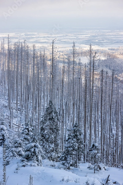 Obraz Brocken Totholz