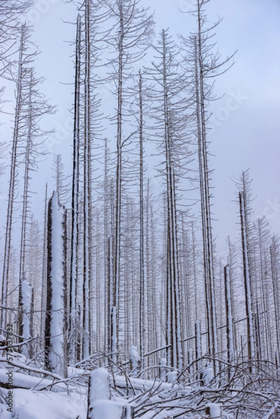 Obraz Brocken Totholz