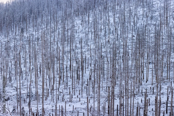 Obraz Brocken Totholz