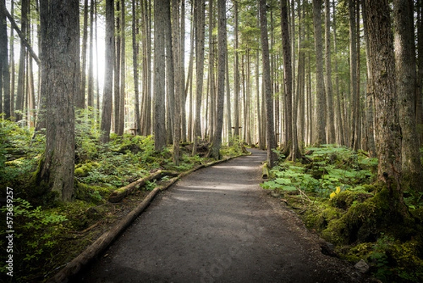 Obraz A trail leading through the Tongass National Rainforest at Icy Strait Point near Hoona, Alaska.