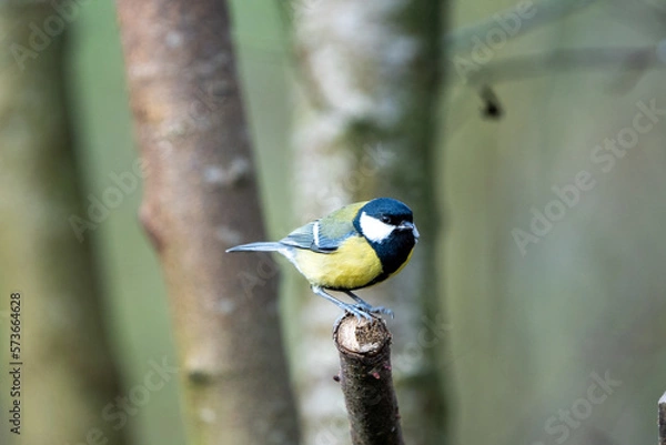 Fototapeta a black-tit bird on a branch in winter