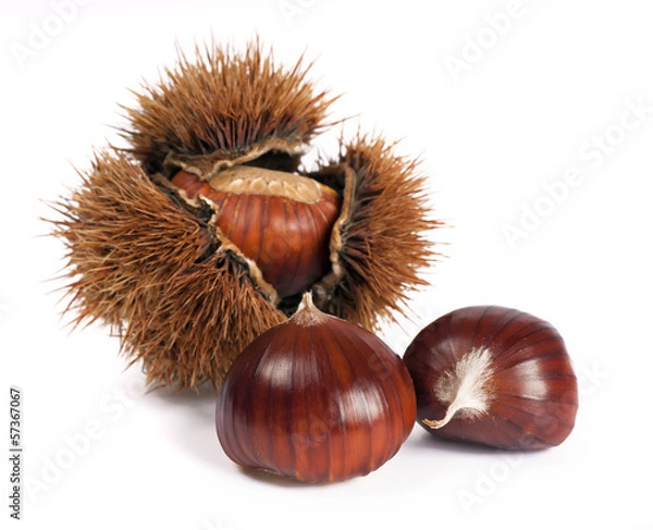 Fototapeta castagne e riccio macro isolati su sfondo bianco