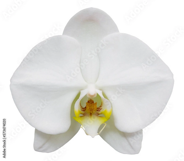Obraz white phalaenopsis orchid flower isolated with clipping path