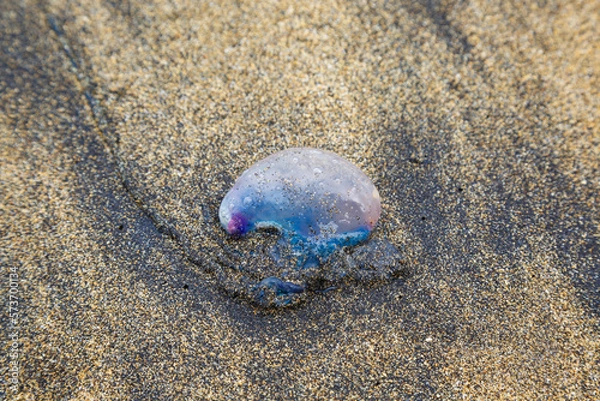 Fototapeta  Close up of purple-blue jellyfish on the beach, view from the top. Physalia physalis,Portuguese man o' war