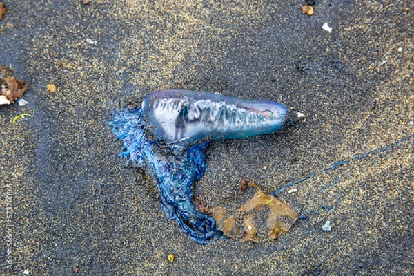 Fototapeta  Close up of purple-blue jellyfish on the beach, view from the top.Physalia physalis,Portuguese man o' war
