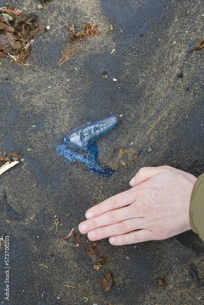 Fototapeta  Close up of purple-blue jellyfish with a female hand next to it to compare the size,  on the beach, view from the top.Physalia physalis,Portuguese man o' war