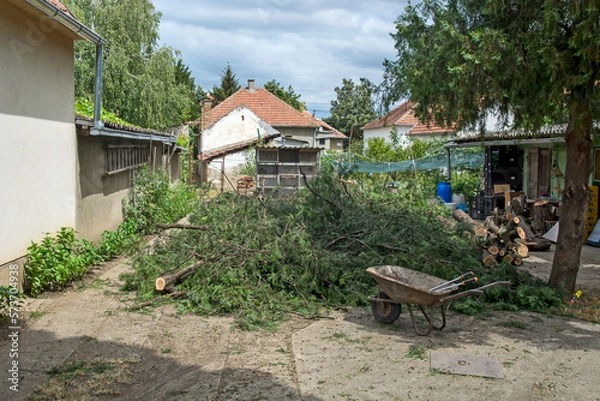 Obraz Cut cypress branches