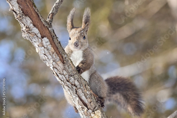 Fototapeta 冬のエゾリス