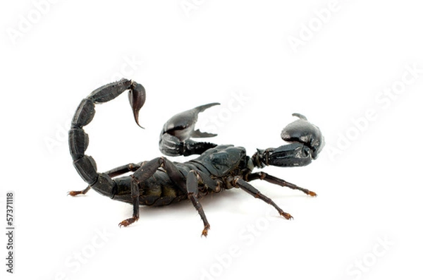 Fototapeta Scorpion