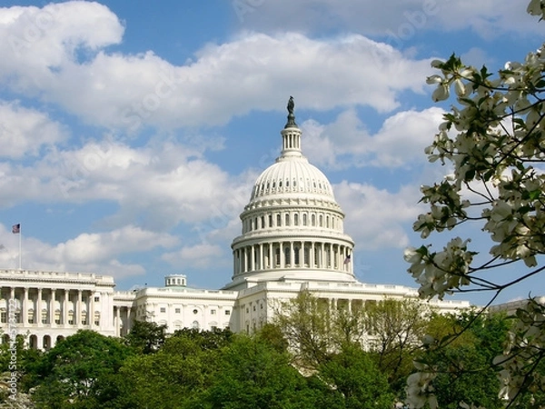 Fototapeta US Capitol Building in Spring with Blossoms in Foreground