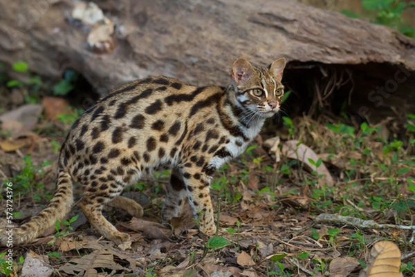 Fototapeta leopard cat in the Phu Khieo Wildlife Sanctuary, Thailand.
