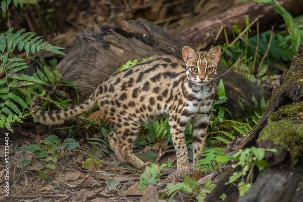 Fototapeta leopard cat in the Phu Khieo Wildlife Sanctuary, Thailand.