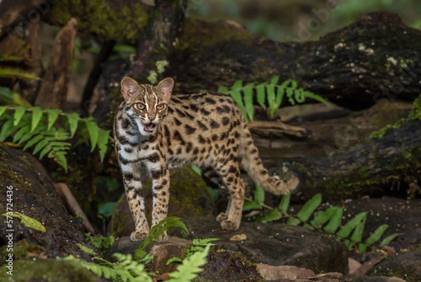 Fototapeta leopard cat in the Phu Khieo Wildlife Sanctuary, Thailand.