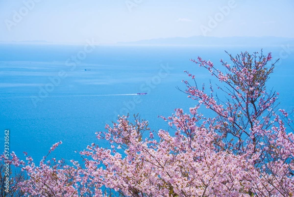 Obraz 瀬戸内海と桜