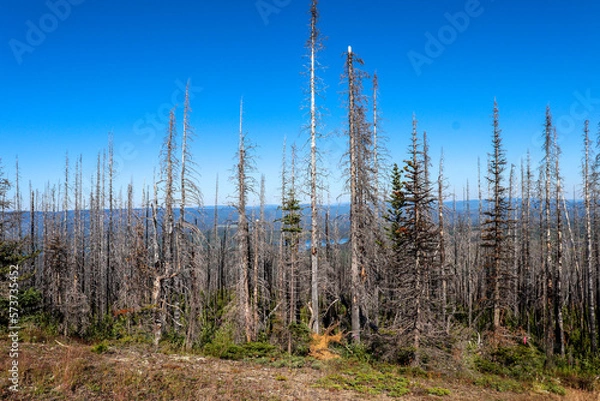 Obraz forest fire area