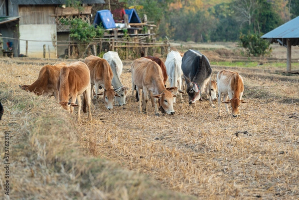 Fototapeta A herd of cows grazes in the middle of the harvested fields beside the village.