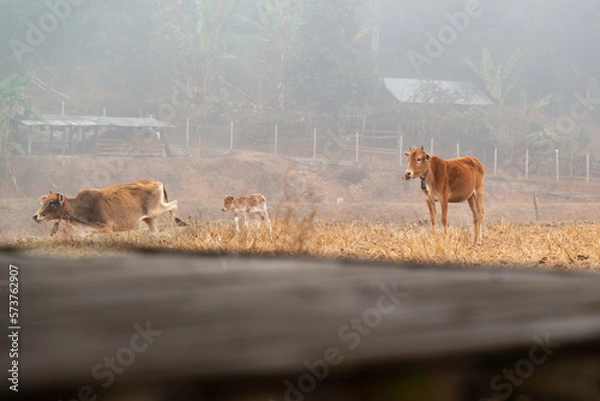 Fototapeta A herd of cows grazes in the middle of the harvested fields in the mist morning beside the village of Mueang Khong, Chiang Dao, Chiang Mai, Thailand.