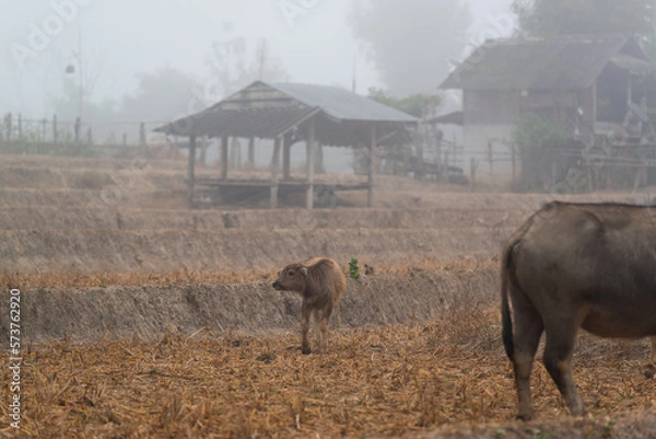 Fototapeta A buffalo calf is grazing in the harvested field in the mist morning at Mueang Khong, Chiang Dao, Chiang Mai, Thailand. (Selective Focus)