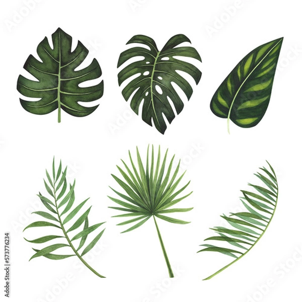 Obraz Set Tropic leaves Monstera, palm watercolor isolated on white. Watercolor hand drawn botanical llustration for design