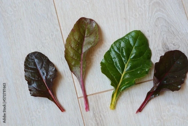 Obraz カラフルなスイスチャードの葉