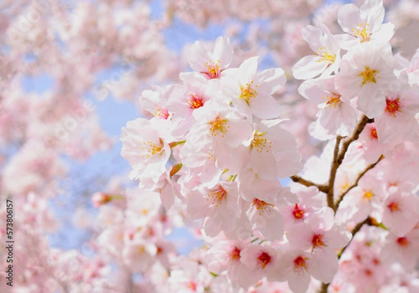 Fototapeta 満開の桜の花のクローズアップ、サクラの花の咲く春の風景、さくらの背景素材