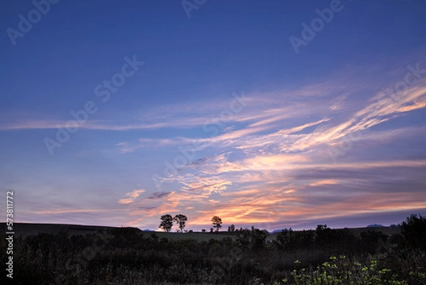 Fototapeta 朝焼けとポプラ並木(美瑛町）