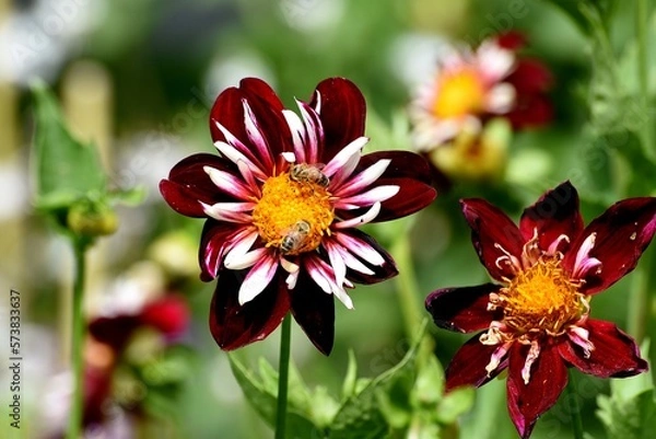Obraz Halskrausendahlie 'Night Butterfly' 