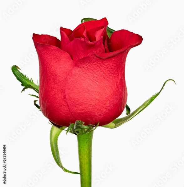 Obraz Single red rose on a white background