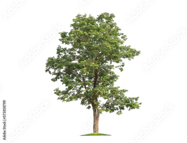 Fototapeta Green tree isolated on transparent background with clipping path, single tree with clipping path and alpha channel. are Forest and foliage in summer for both printing and web pages. 
