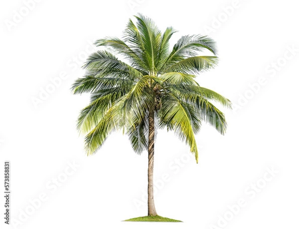 Fototapeta Green palm tree isolated on transparent background with clipping path, single palm tree with clipping path and alpha channel. are Forest and foliage in summer for both printing and web pages.
