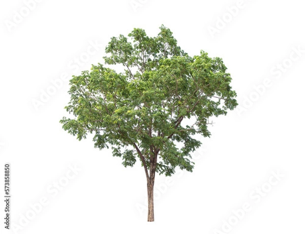 Fototapeta Green tree isolated on transparent background with clipping path, single tree with clipping path and alpha channel. are Forest and foliage in summer for both printing and web pages. 

