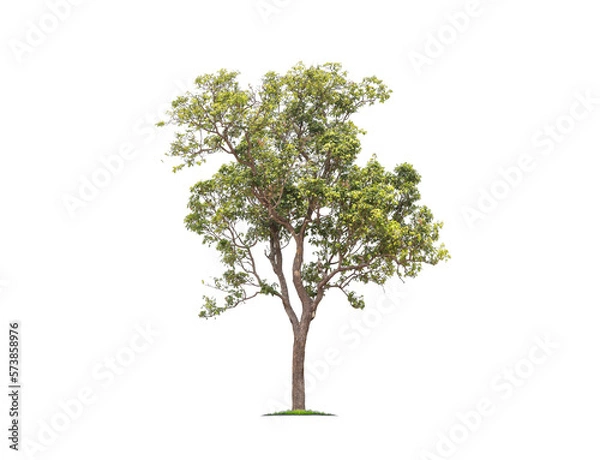 Fototapeta Green tree isolated on transparent background with clipping path, single tree with clipping path and alpha channel. are Forest and foliage in summer for both printing and web pages. 

