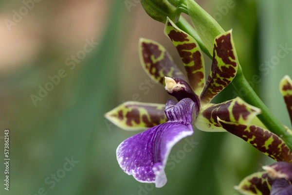 Fototapeta Close-up of the flower of an orchid. The flower is purple and green. The background is green. There is space for text.