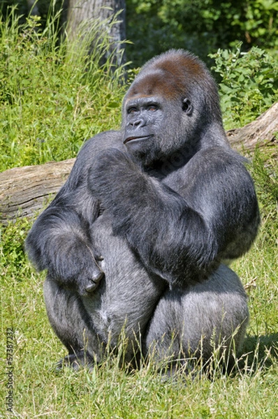 Fototapeta Gorille "dos argenté"