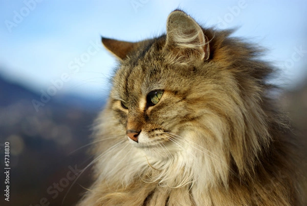 Obraz Chat des montagnes