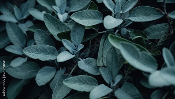 Obraz Salbei im Garten 