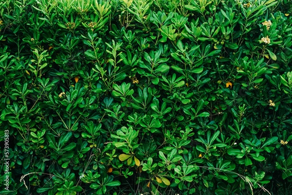 Fototapeta Close-up of grass, clover flower, bark mulch, and dry leaves in natural light. A detailed nature scene highlighting textures, growth, and organic contrast in a quiet outdoor environment.