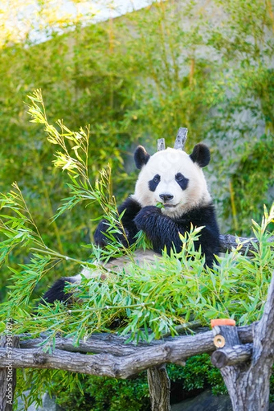 Obraz 笹をくわえてこちらを見るジャイアントパンダの子ども
