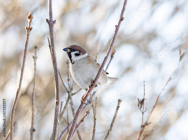 Fototapeta Tree sparrow