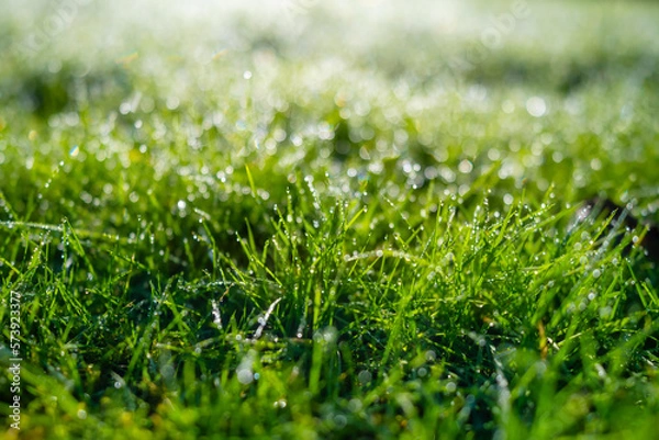 Fototapeta Dew on the grass at dawn. Bright sunshine and.fresh plants. Image for background and wallpaper. Flora. Bokeh.