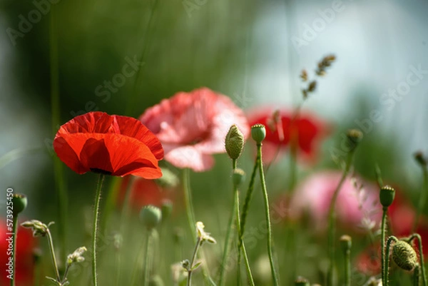 Obraz Red spring poppy