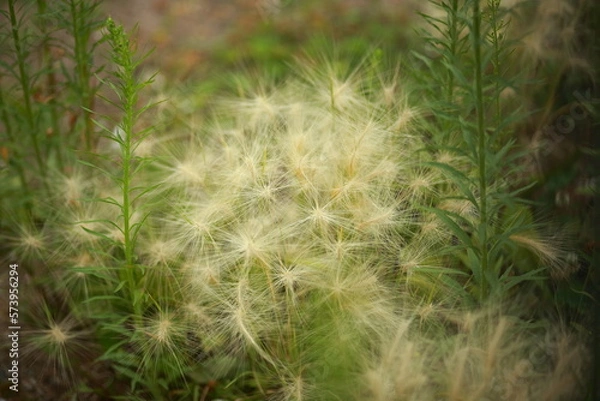 Fototapeta Fluffy white plant amidst green grass and weeds. Closeup.