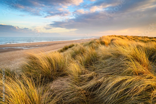 Fototapeta Golden Light on Marram Grass in Druridge Bay, located on the North Sea in Northumberland's AONB in England, it is a 7 miles long bay between Amble and Cresswell