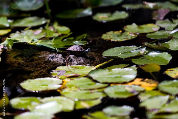 Obraz Zwergschildkröte  II