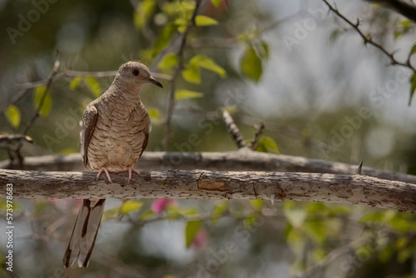 Obraz Dove perched on a branch sunbathing. Selective focus.