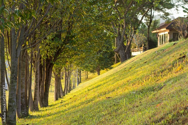 Fototapeta Tree row in the slope garden